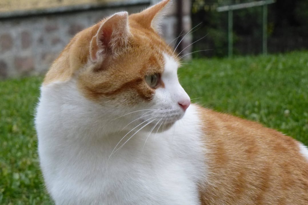 Unsere Katzt Fuchsi Steinerhof in Hafling