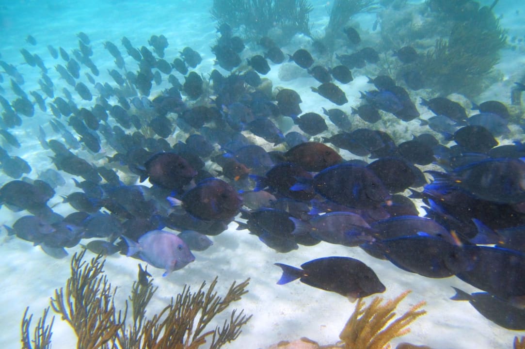 Sport & Freizeit Akumal Bay Beach & Wellness Resort