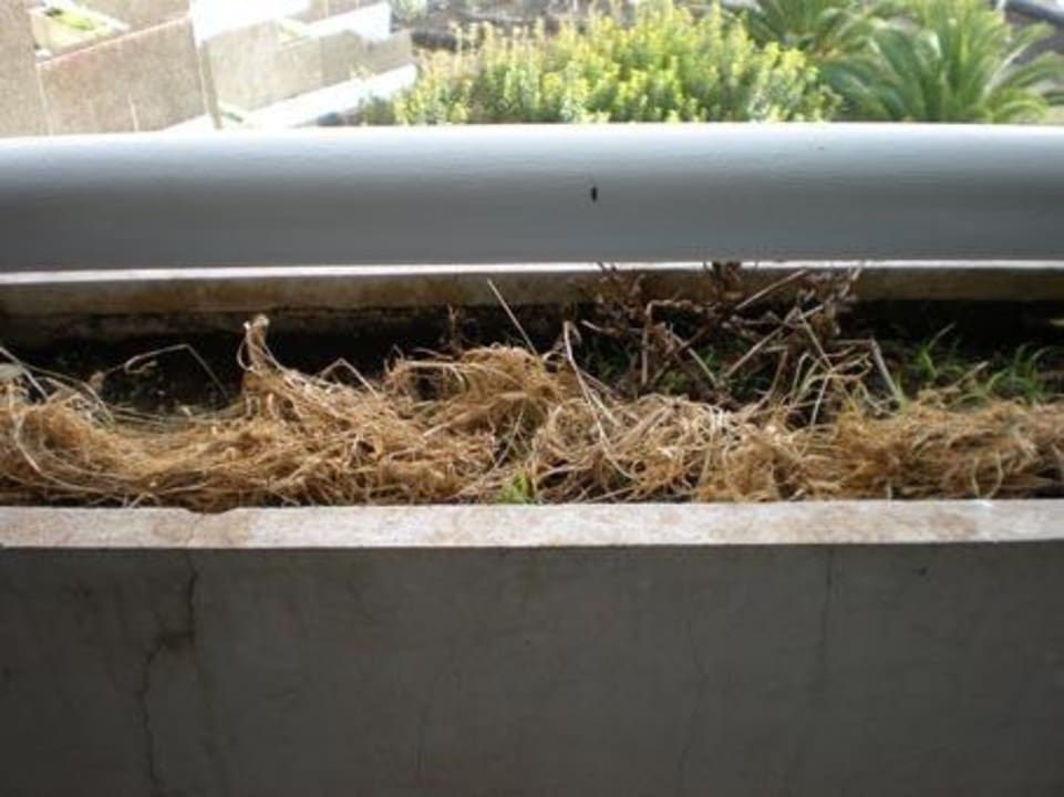 Balkonpflanzen zum Wohlfühlen Melia La Palma Hotel