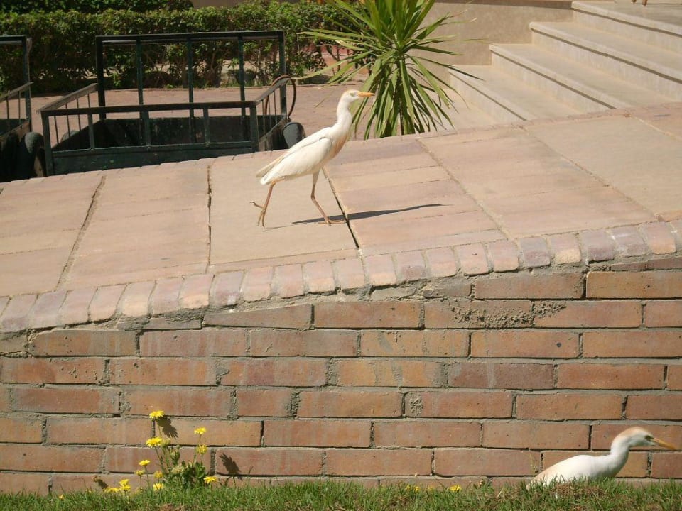 Auf dem Weg zur Rezeption Lotus Bay Beach Resort