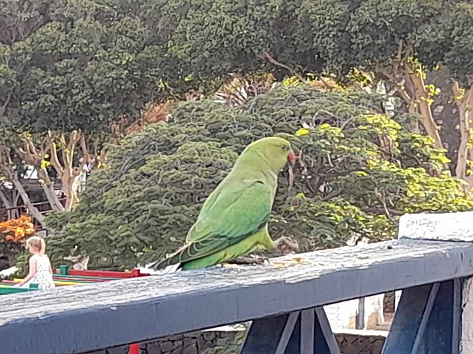 Sonstiges Relaxia Olivina