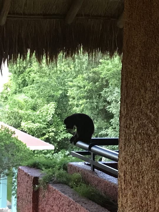 Gartenanlage Iberostar Waves Tucan