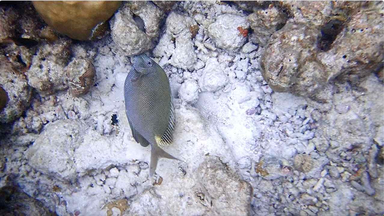 Sonstiges Vilamendhoo Island Resort & Spa