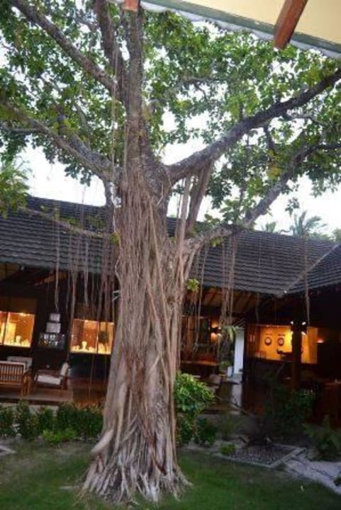 Wunderschöne Flora Adaaran Select Meedhupparu Island Resort - Premium All Inclusive