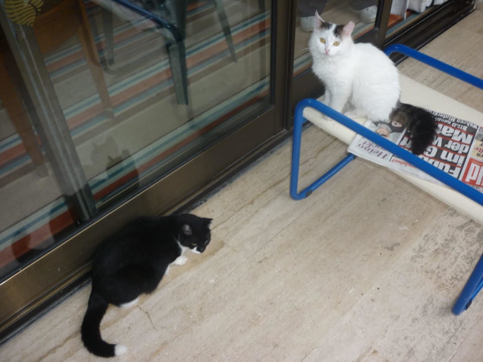 Besuch auf dem Balkon, sehr lieb und zutraulich Side Star Elegance