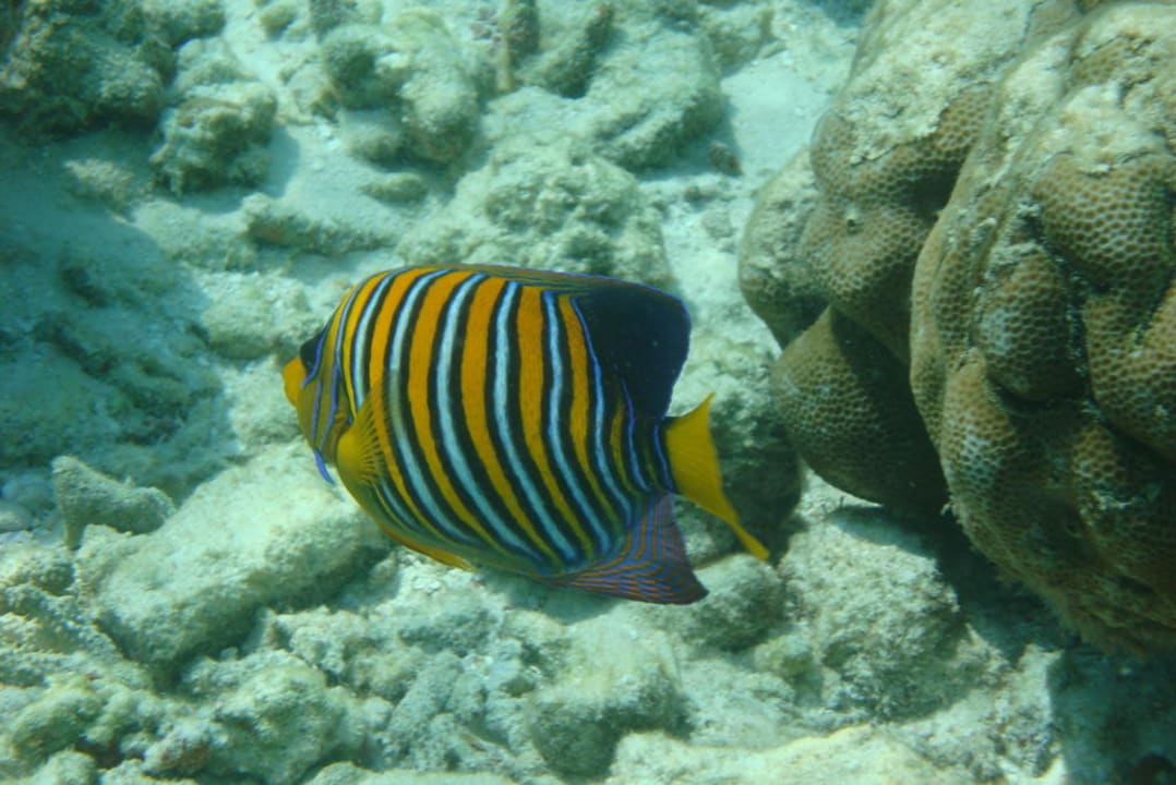 Pfauenkaiserfisch Eri Maldives