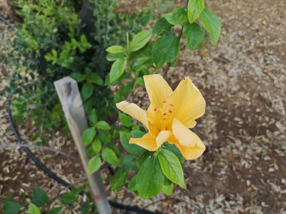 Garten TUI SUNEO Chrissi Amoudia