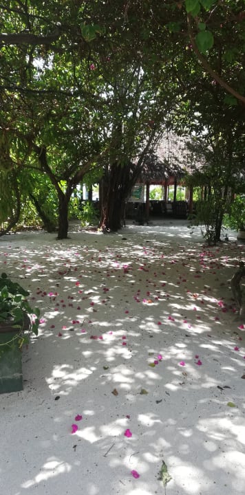 Gartenanlage Summer Island Maldives