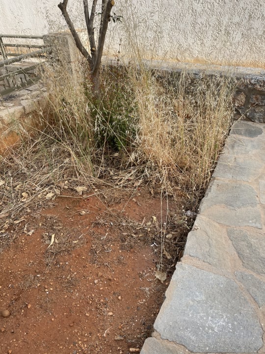 Gartenanlage Hotel Anthoula Village