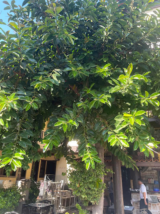 Gartenanlage Alp Pasa Hotel - Special Class