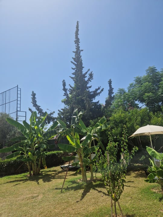 Gartenanlage Alaiye Resort & Spa