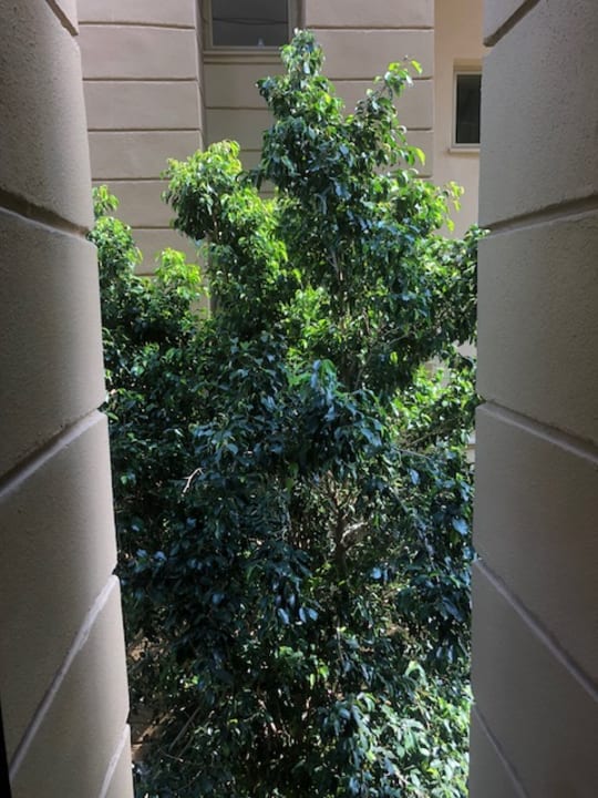 Ausblick TUI BLUE Xanthe