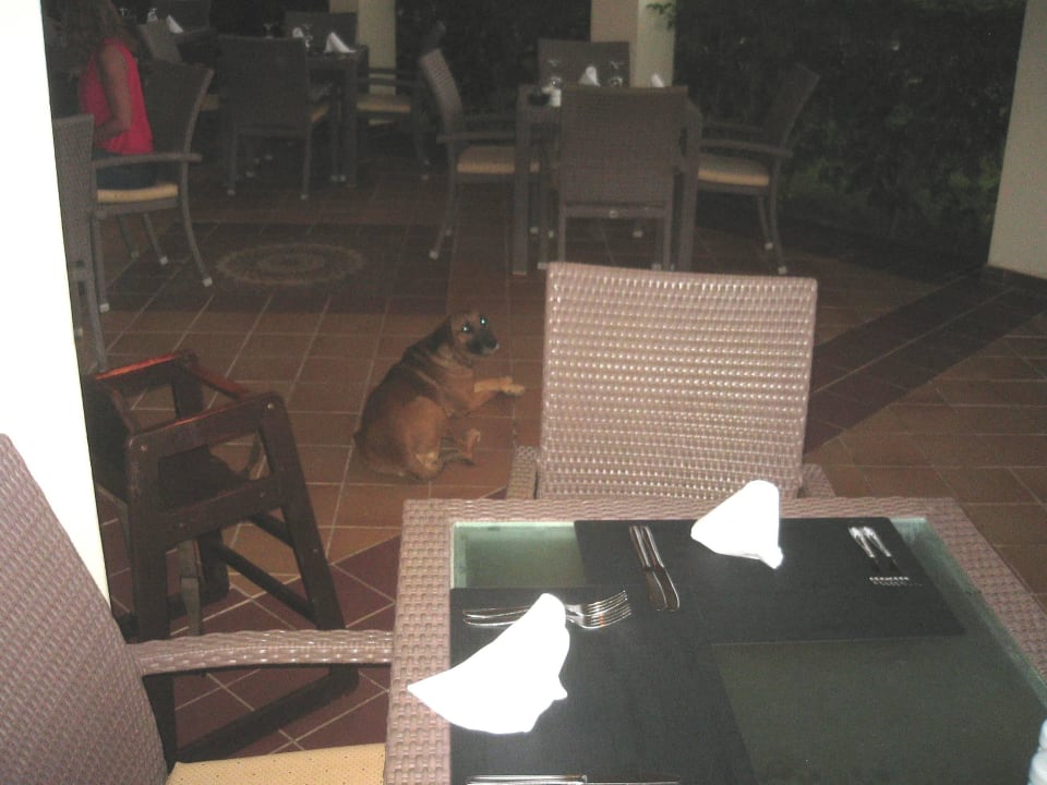 Restaurant Hund Hotel Riu Karamboa