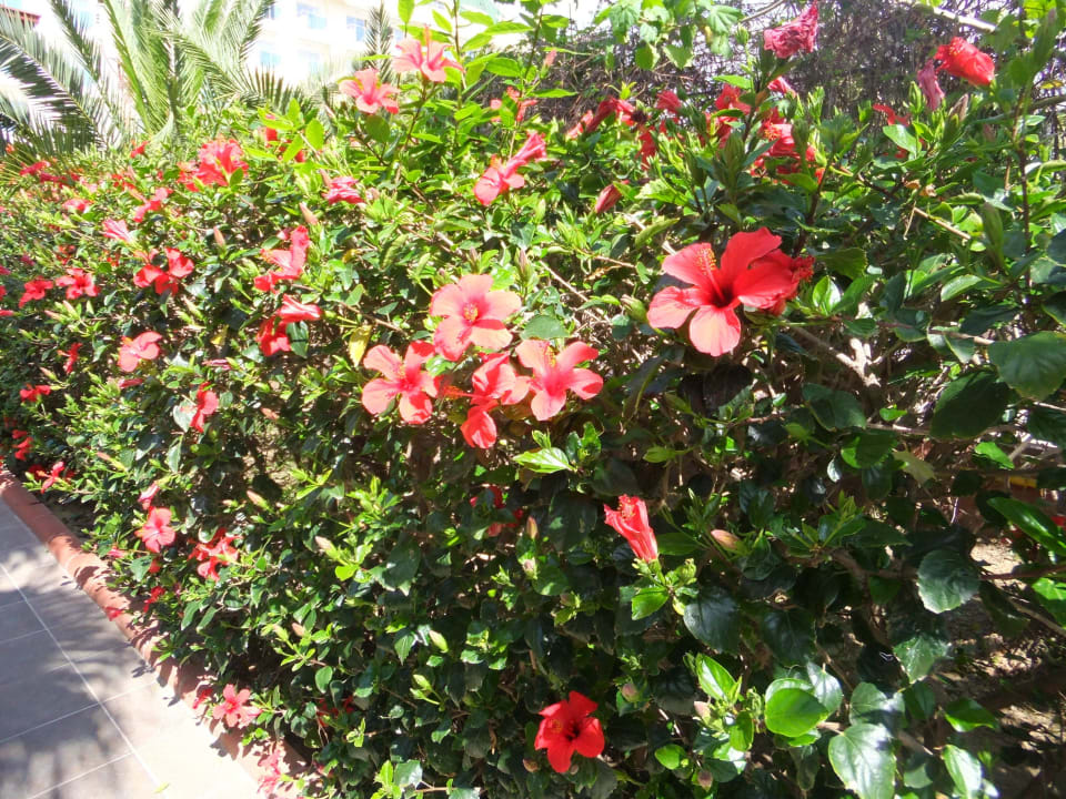 Eine blüten pracht Hotel Royal Garden Beach