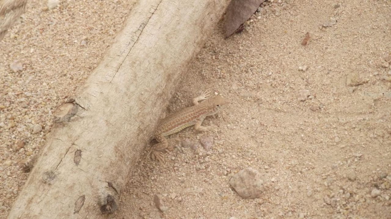 Häufiger Wegbegleiter Siva Golden Bay Makadi