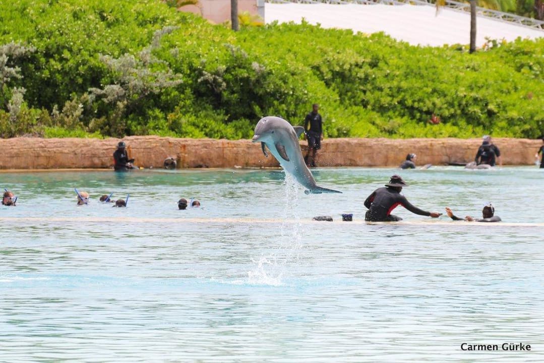 Dolphin Cove The Beach at Atlantis