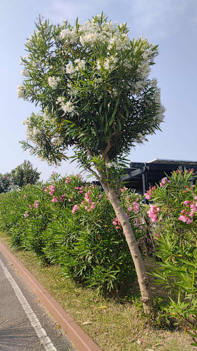 Außenansicht Sentido Spina Premium Camp