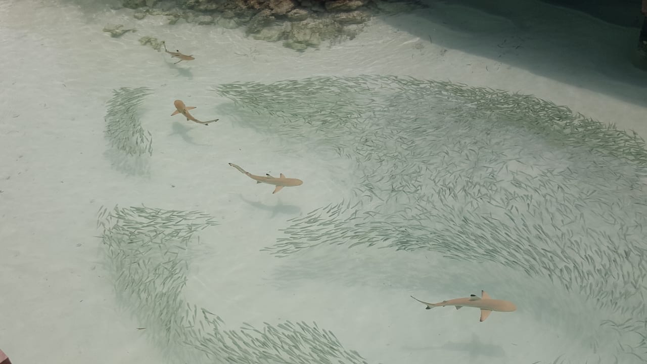 Strand Meeru Maldives Resort Island