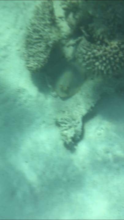 Strand Tropitel Sahl Hasheesh