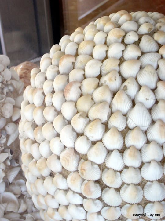 Muscheln allsun Hotel Bella Paguera