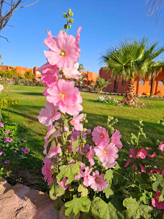 Gartenanlage Three Corners Happy Life Beach Resort