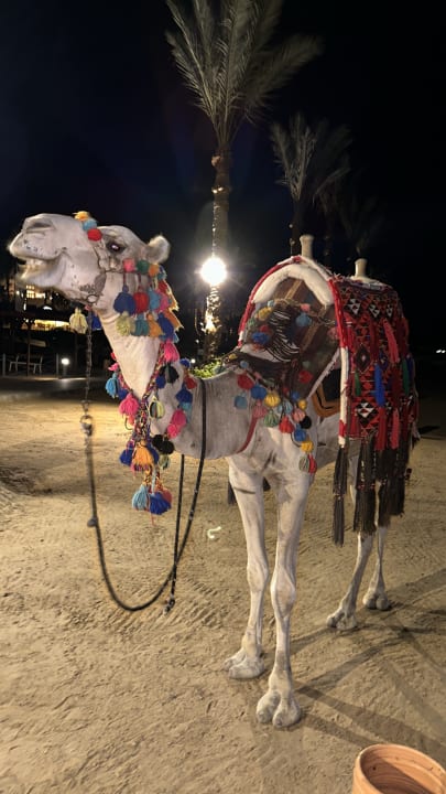 Strand Steigenberger Coraya Beach - Adults only