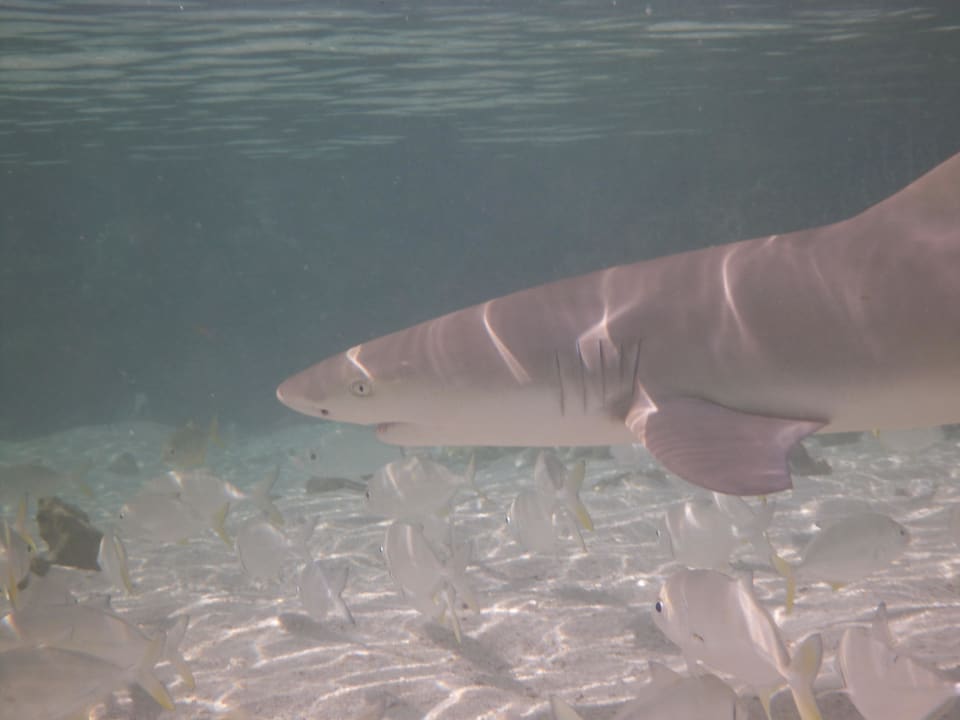 Heisse Fische Kuredu Island Resort & Spa