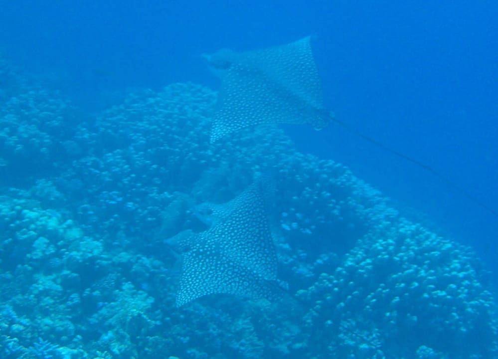 Strand Makadi Spa - Adults only