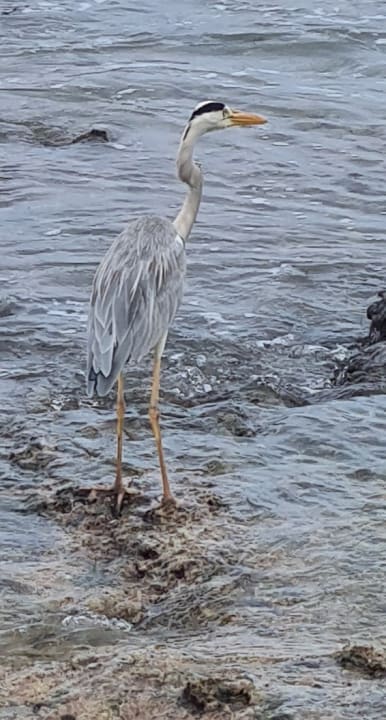 Strand Cinnamon Dhonveli Maldives