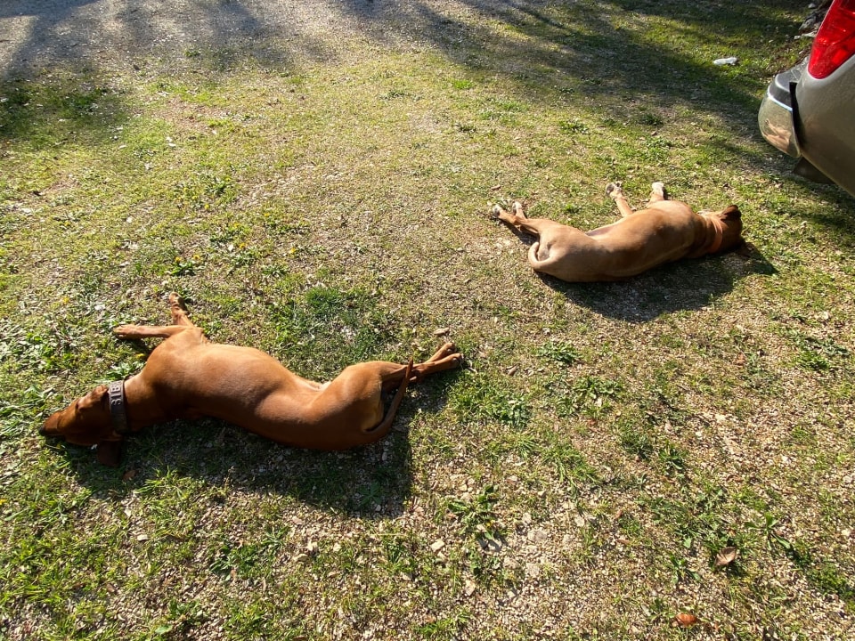 Sonstiges Mobile Homes Mon Perin