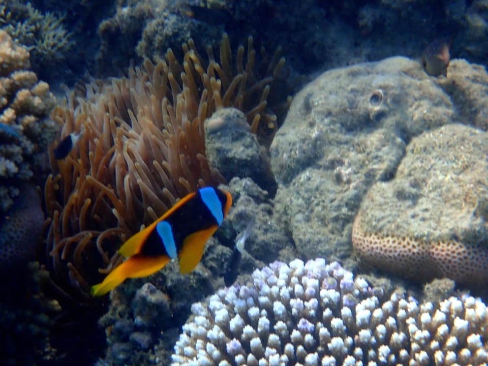 Strand Shams Alam Beach Resort