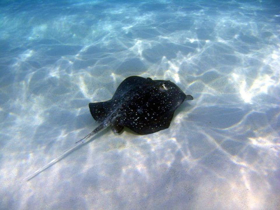 Hausriff Meeru Maldives Resort Island