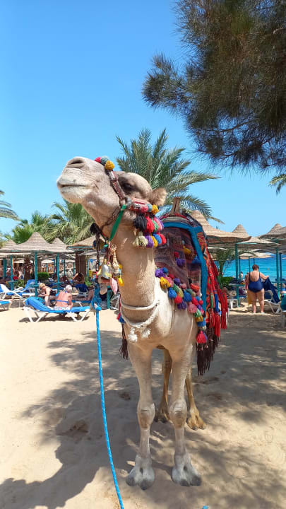 Strand Bella Vista Resort Hurghada