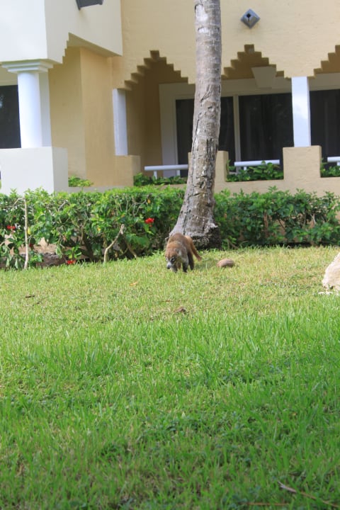 Gartenanlage Iberostar Waves Paraiso del Mar