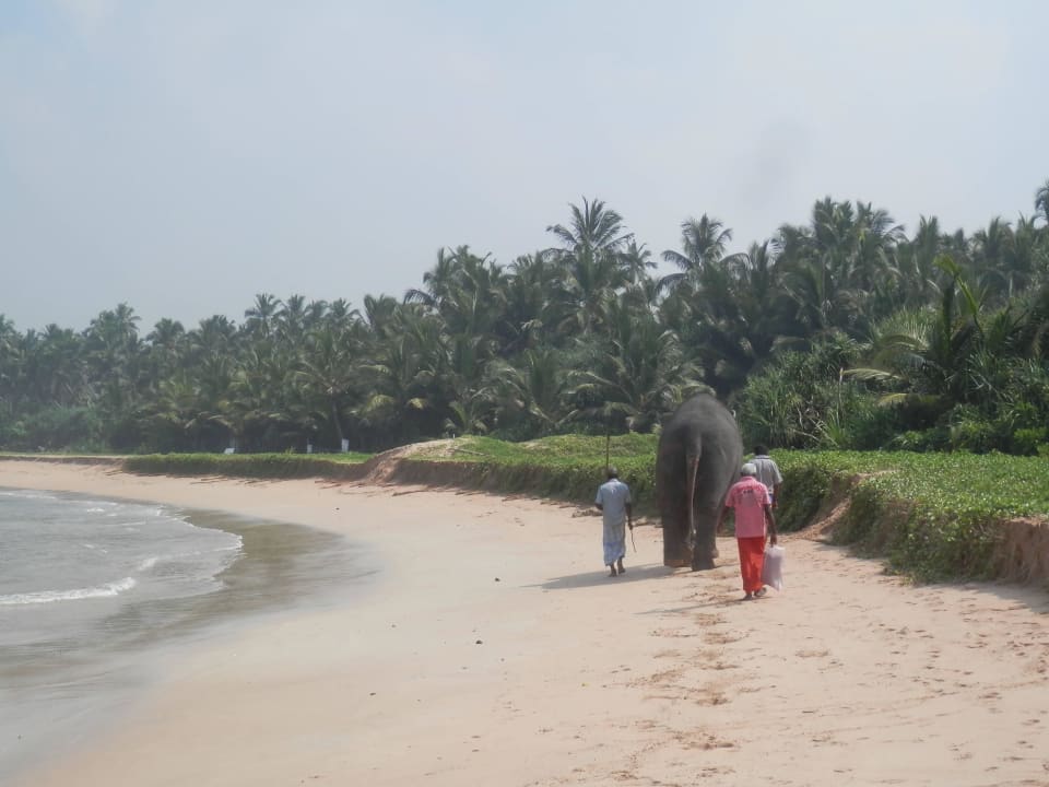Elefant am Strand Hotel Bentota Village