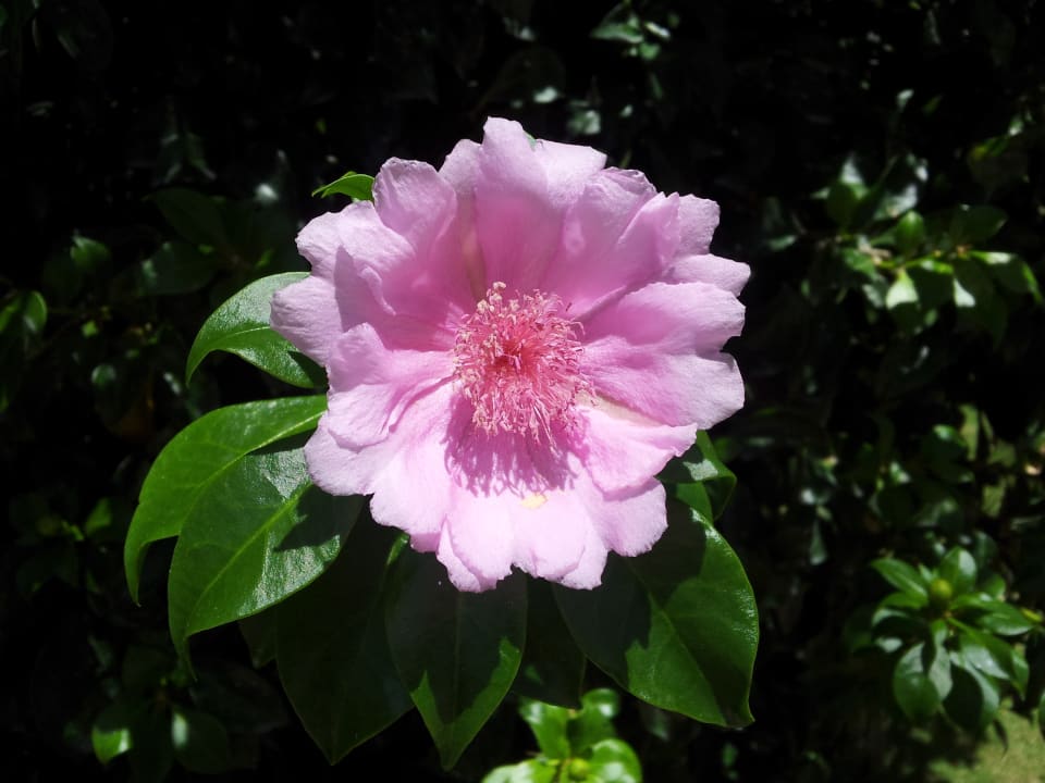 Die Rose von Bayahibe Hotel Viva Dominicus Palace by Wyndham-All Inclusive Resort