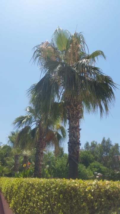 Gartenanlage Side Breeze Hotel