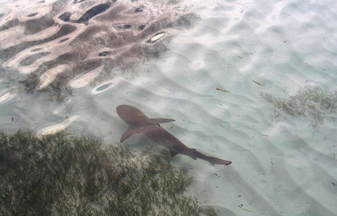 Täglicher Besucher ca 1,3 m Kuredu Island Resort & Spa