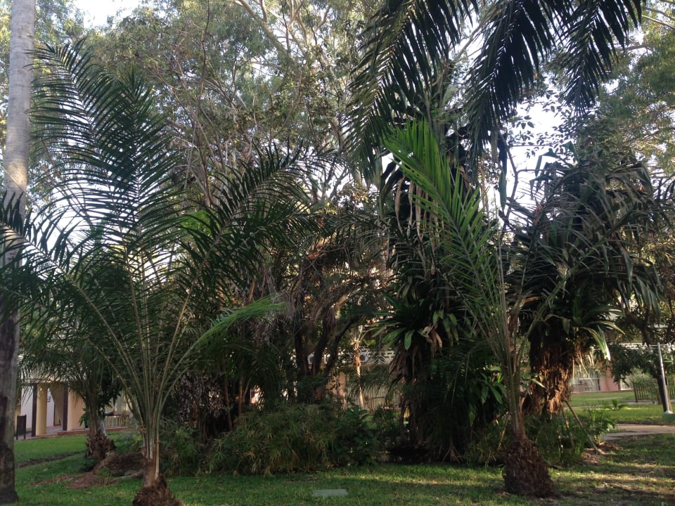 Gartenanlage Hotel Senegambia Beach