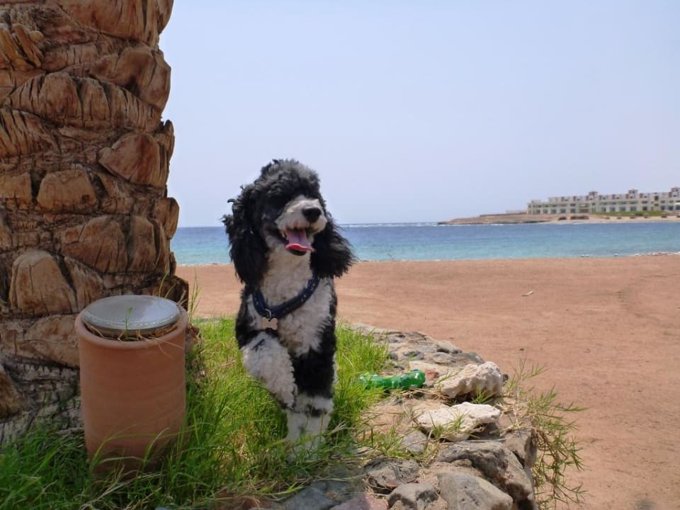 Harlekin Zwergpudel Hotel Coral Garden