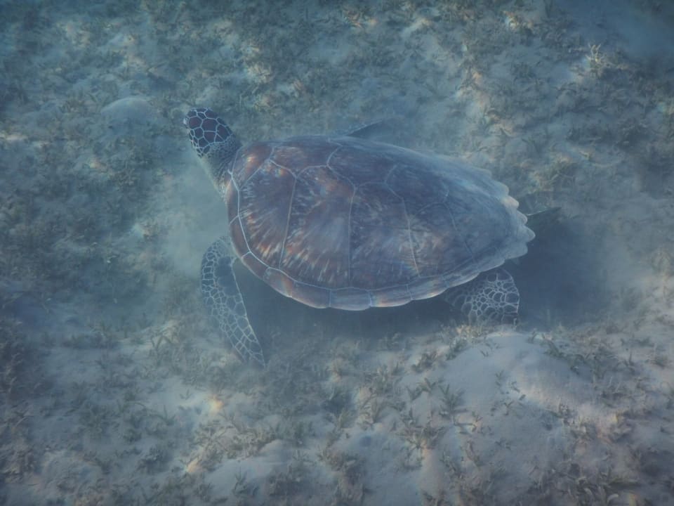 Sport & Freizeit Steigenberger Coraya Beach - Adults only