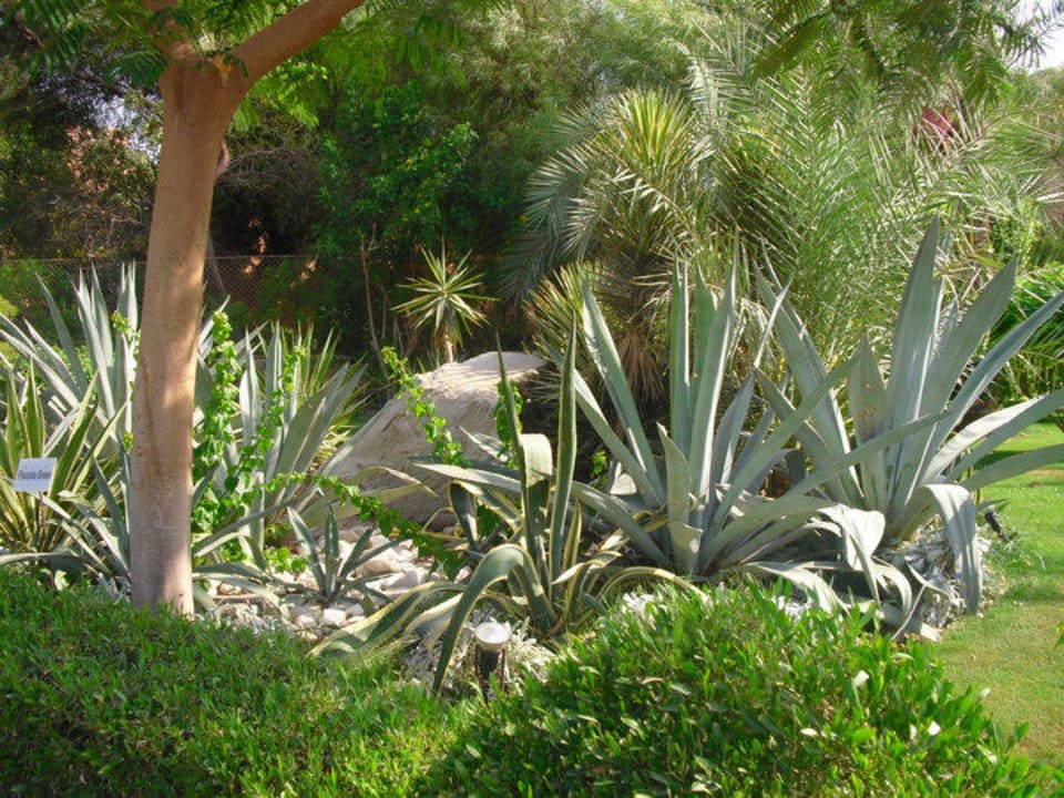 Pflanzenwelt  Jaz Makadi Oasis Resort
