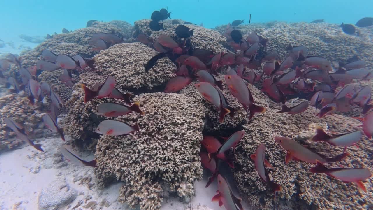Strand Meeru Maldives Resort Island