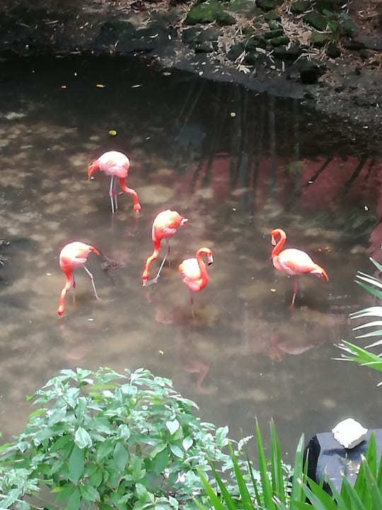 Gartenanlage Iberostar Waves Quetzal