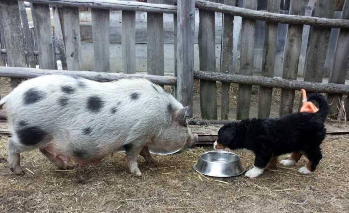 Bauernhoftiere Beim Gruber - Urlaub auf dem Bauernhof