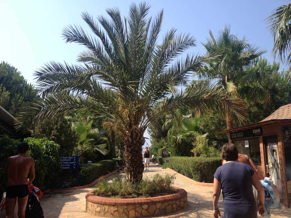 Weg zum Strand Club Turtas Beach Hotel