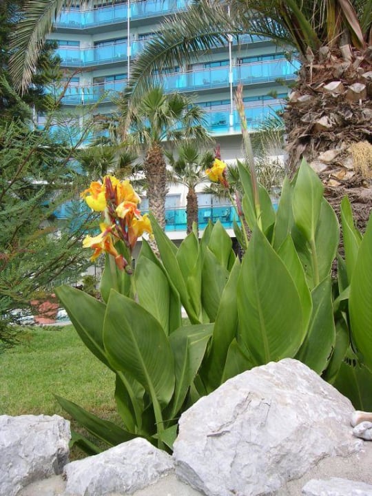 Tabakpflanzen im Garten Hotel Calypso Beach