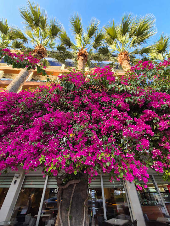 Außenansicht Gardenia Hotel