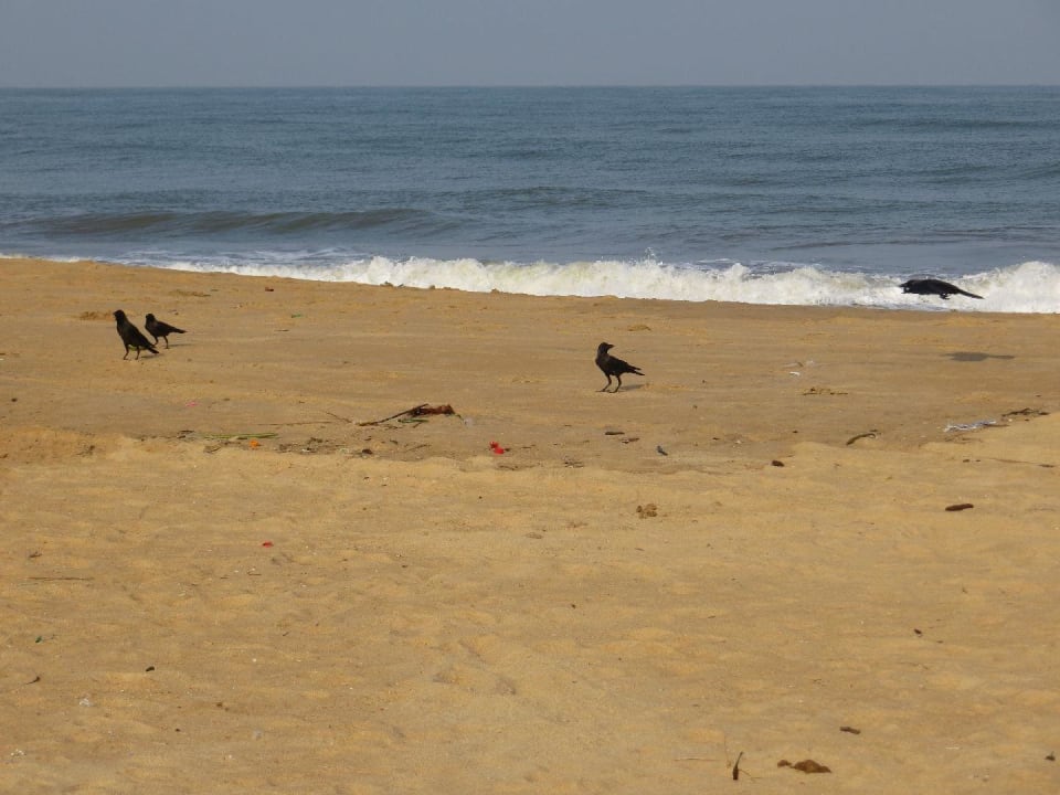 Siehe selbst Goldi Sands Hotel