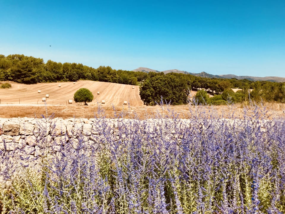 Sonstiges Finca Sestelrica